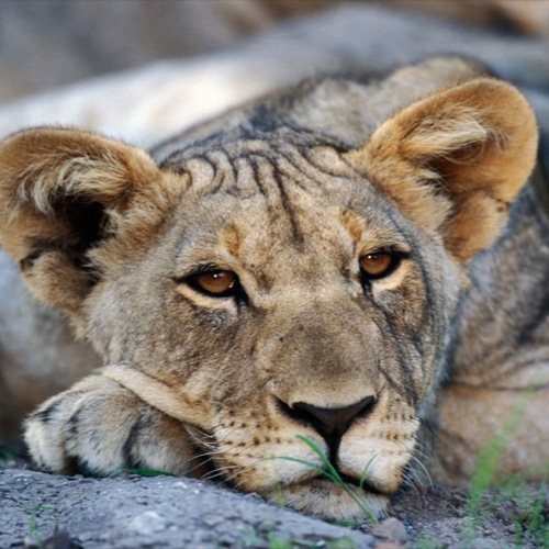 Leeuw in Etosha Nationaal Park